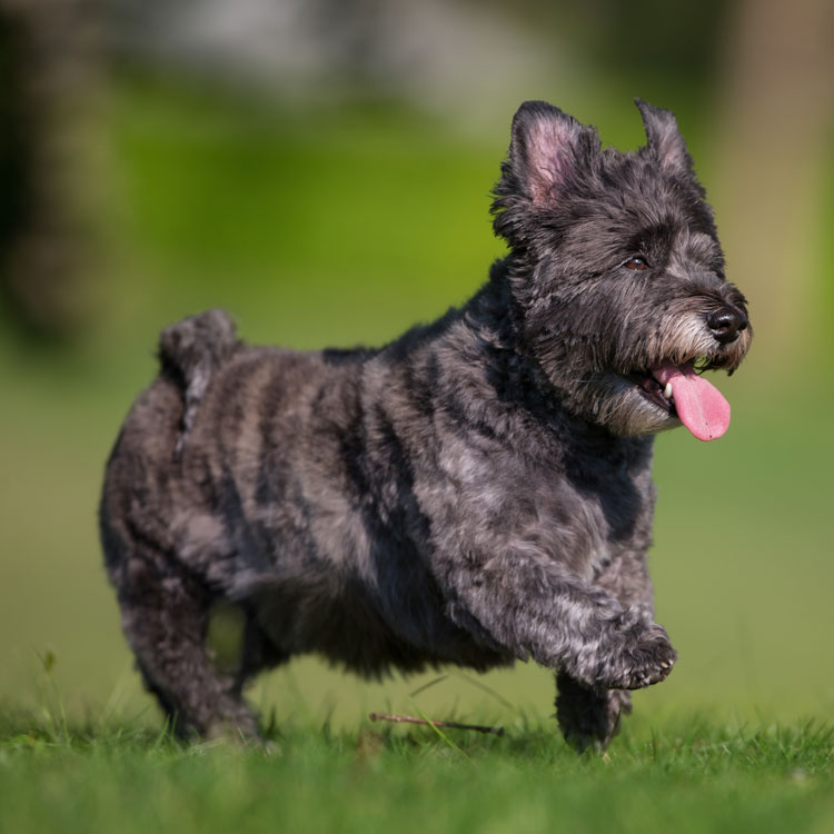 Cairn terrier — vue complémentaire