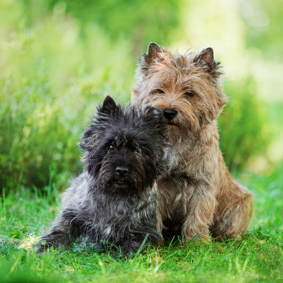 Cairn terrier — vue complémentaire