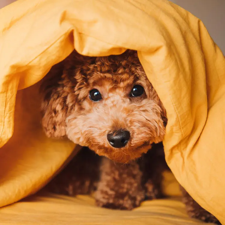 Portrait de Caniche