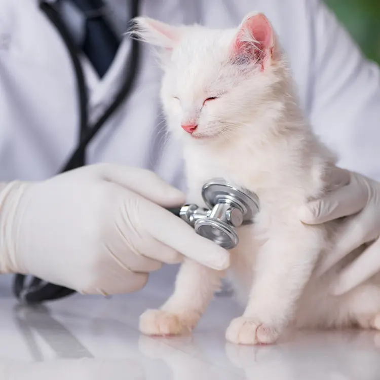 Carrefour Assurance, assurance animaux