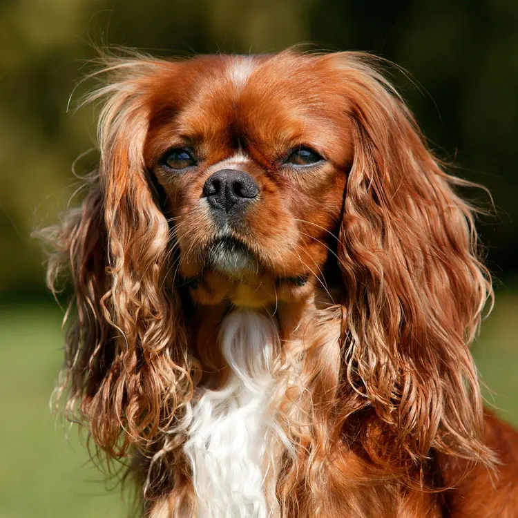 Cavalier King Charles