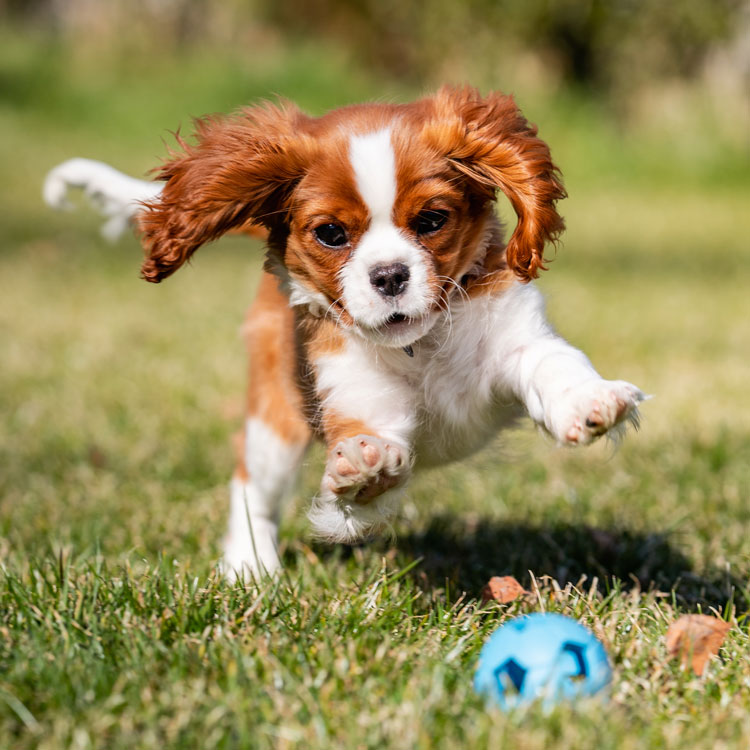 Cavalier King Charles — vue complémentaire