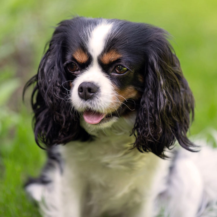 Cavalier King Charles — vue complémentaire
