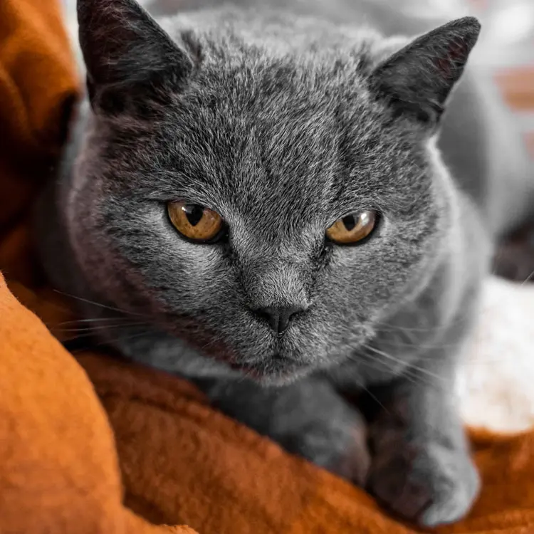 Portrait de Chartreux