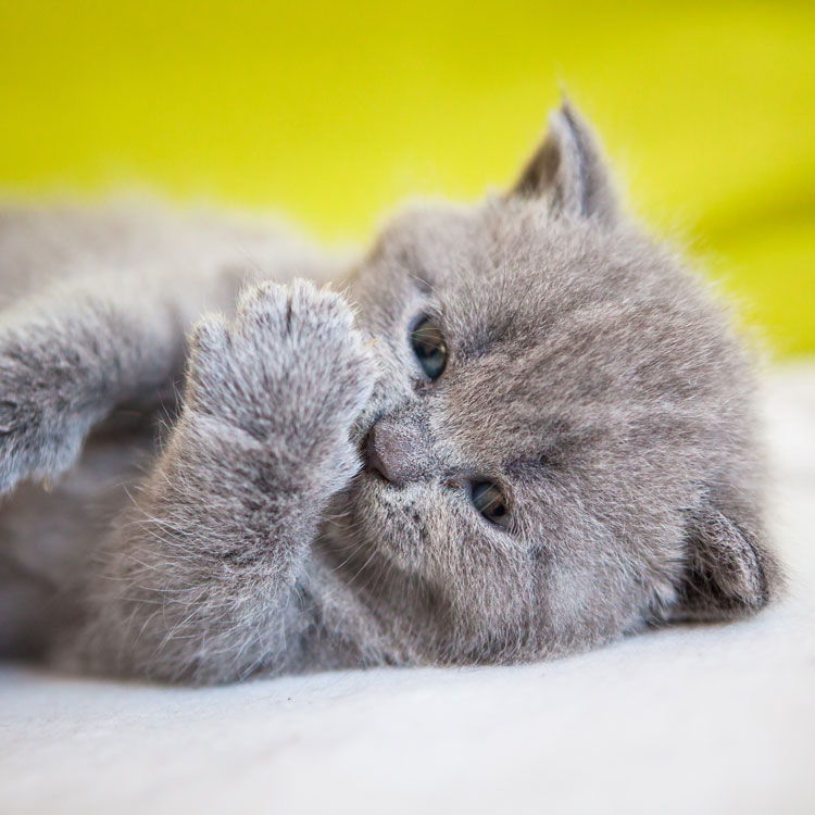 Chartreux — vue complémentaire