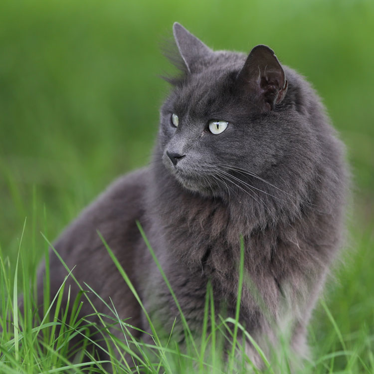 Chartreux — vue complémentaire