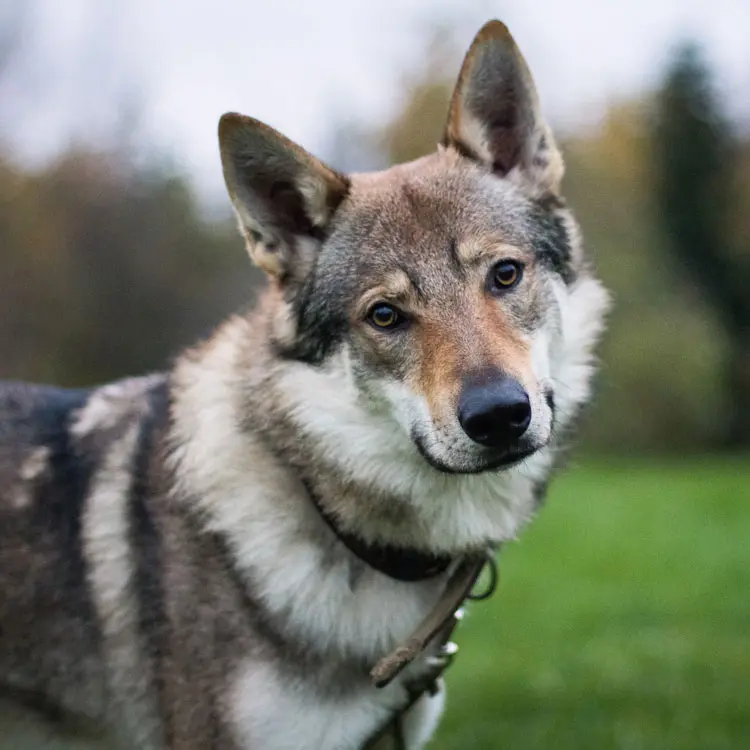 Assurance chien senior : âge limite et garanties