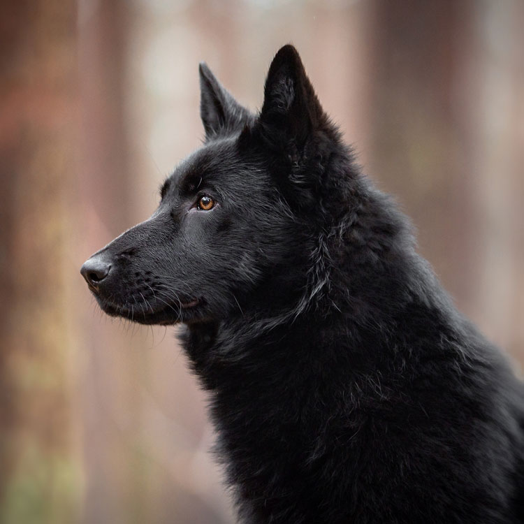 Chien loup — vue complémentaire