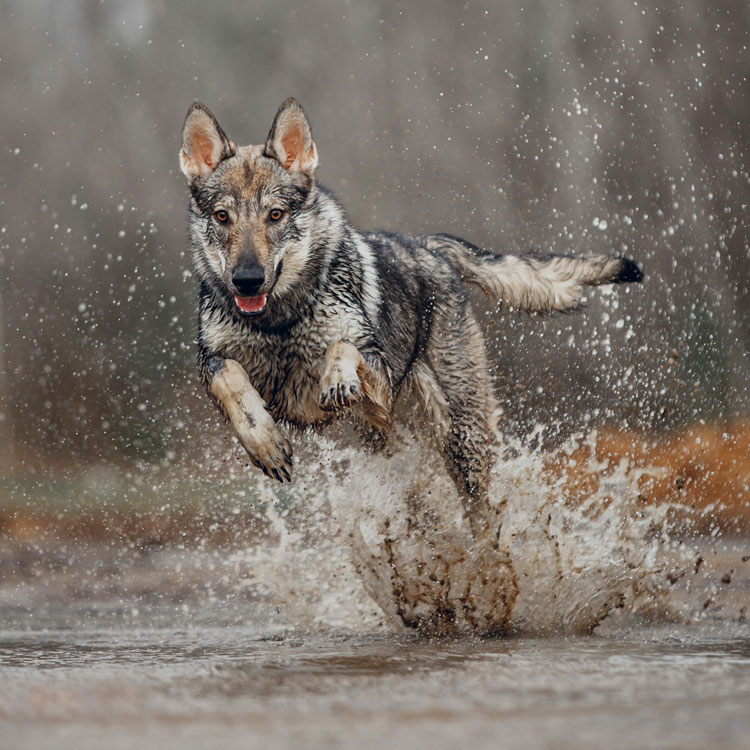 Chien loup — vue complémentaire