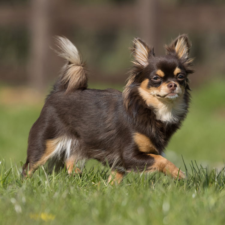 Chihuahua — vue complémentaire