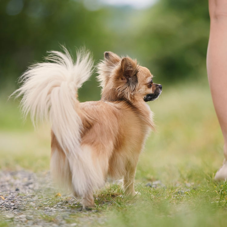 Chihuahua — vue complémentaire