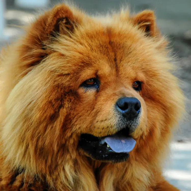 Chow chow : préparer le choix d’une assurance santé