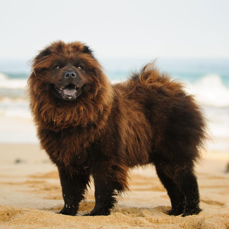 Chow chow — vue complémentaire