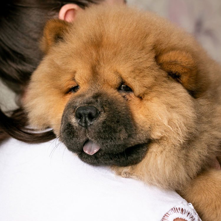 Chow chow — vue complémentaire