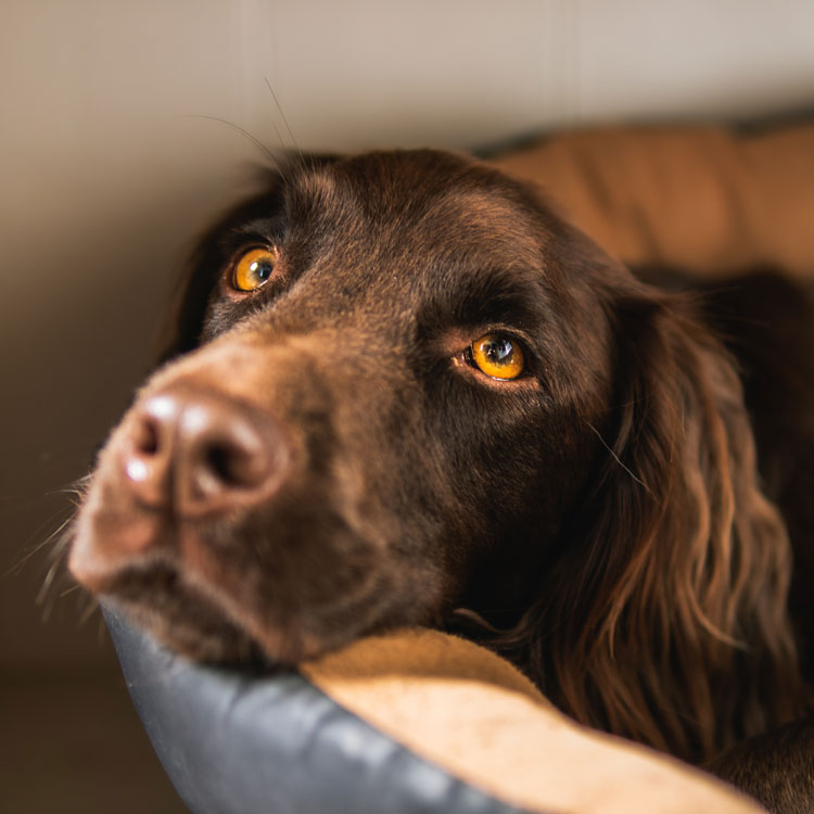 Cocker — vue complémentaire