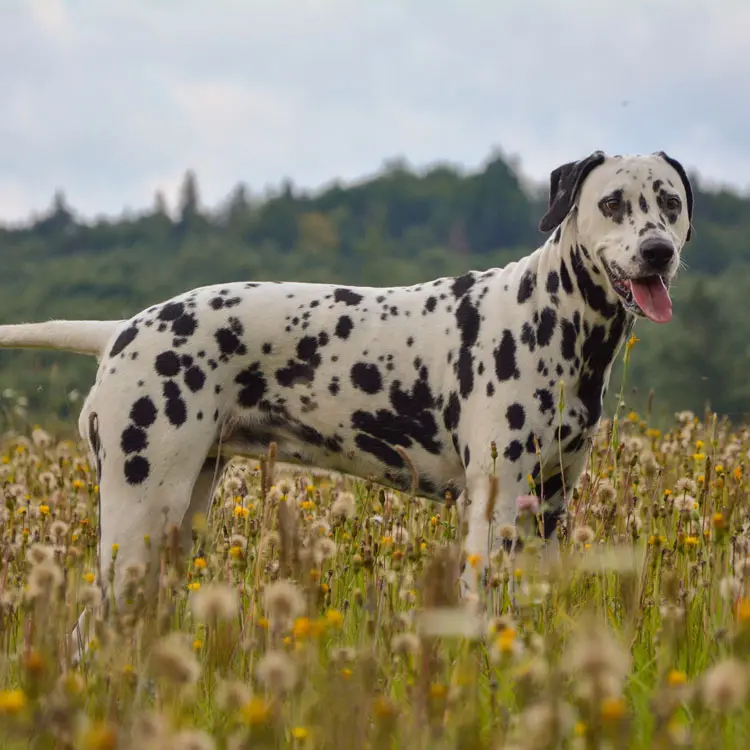 Dalmatien