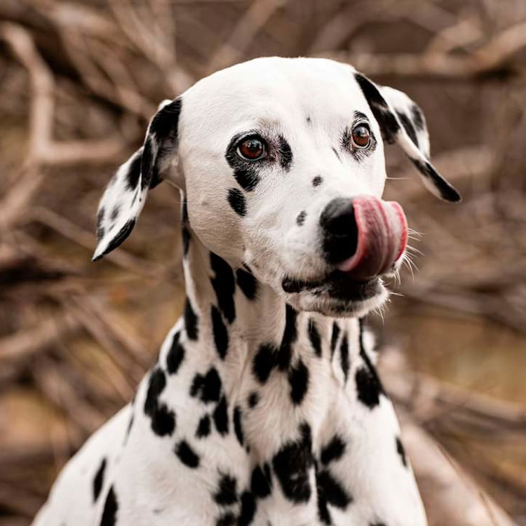 Dalmatien — vue complémentaire