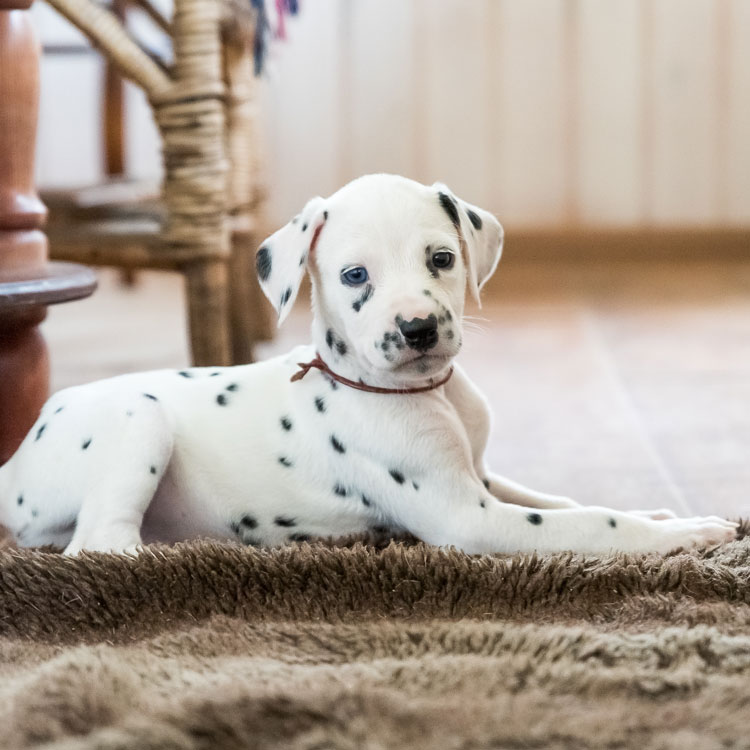 Dalmatien — vue complémentaire