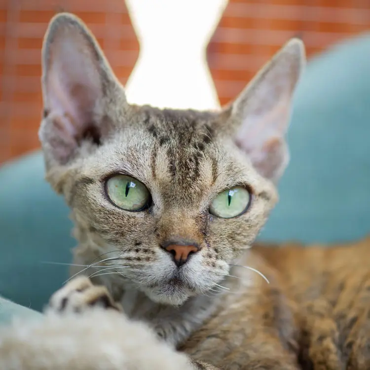 Portrait de Devon Rex
