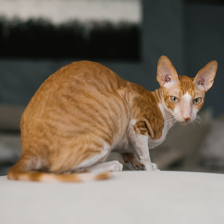 Devon Rex — vue complémentaire