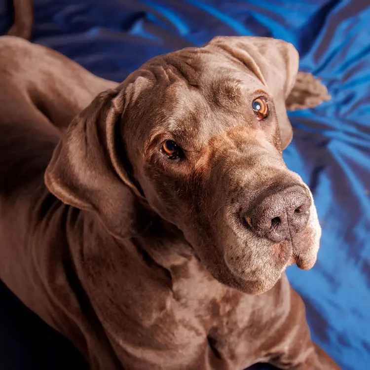 Dogue allemand
