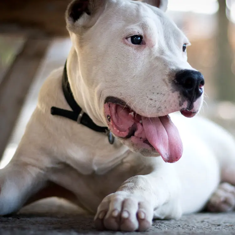 Dogue argentin : préparer le choix d’une assurance santé