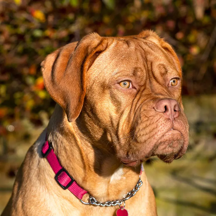 Dogue de bordeaux