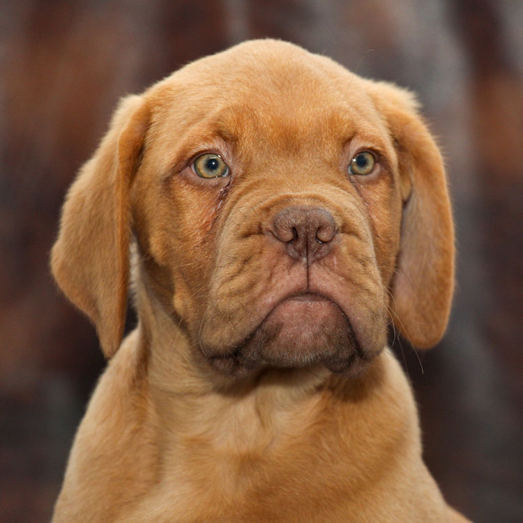 Dogue de bordeaux — vue complémentaire
