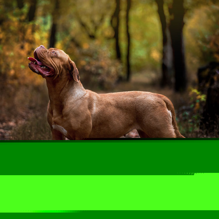 Dogue de bordeaux — vue complémentaire
