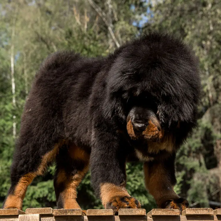 Dogue du tibet
