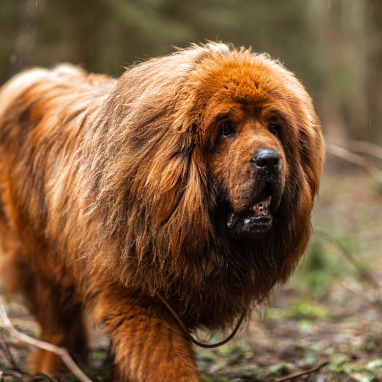 Dogue du tibet — vue complémentaire