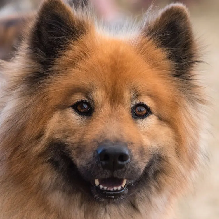 Eurasier
