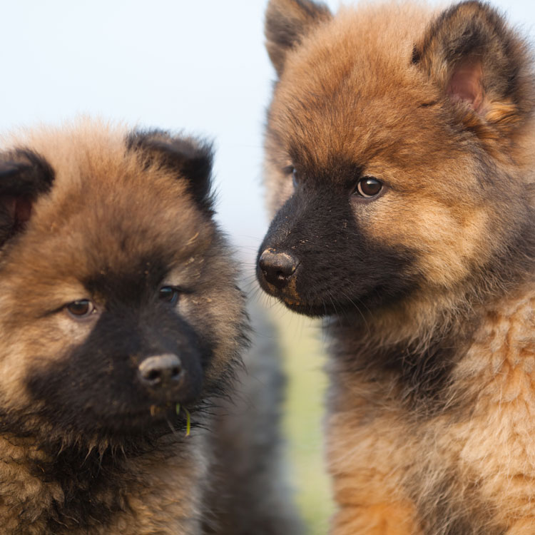 Eurasier — vue complémentaire