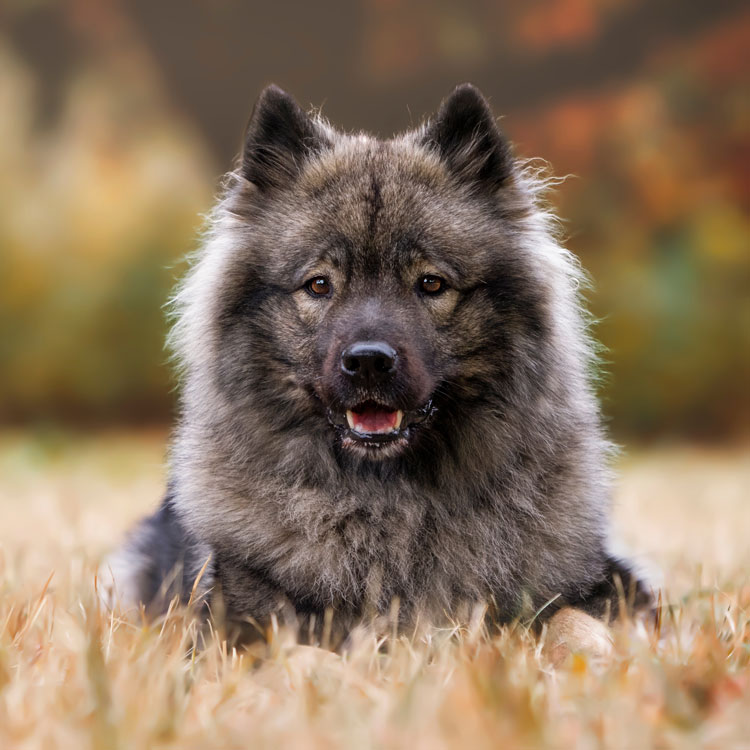 Eurasier — vue complémentaire