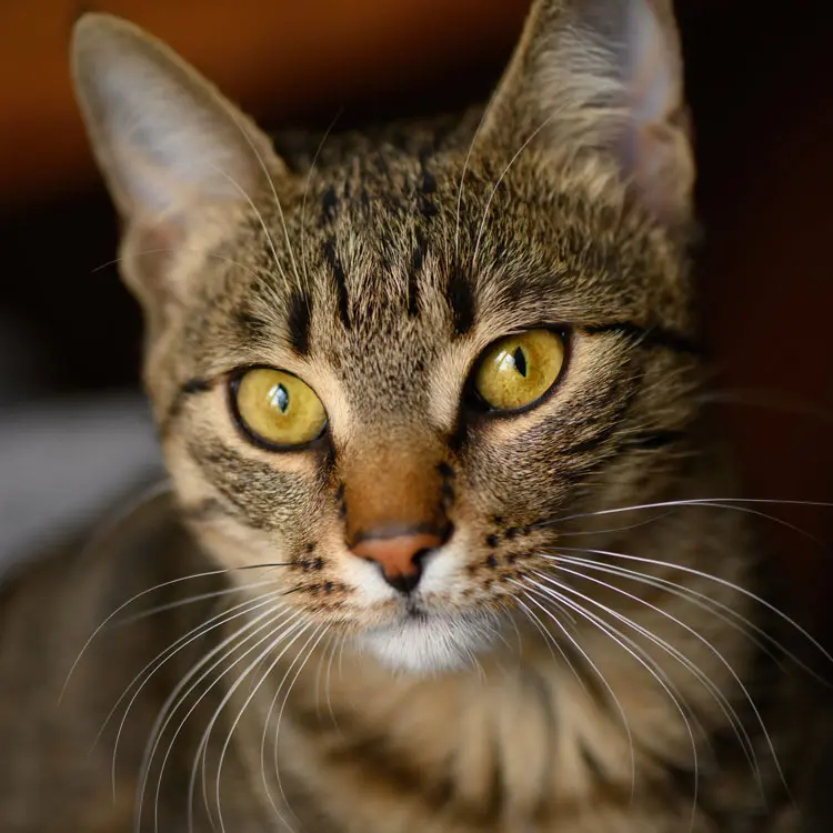 Portrait de European Shorthair