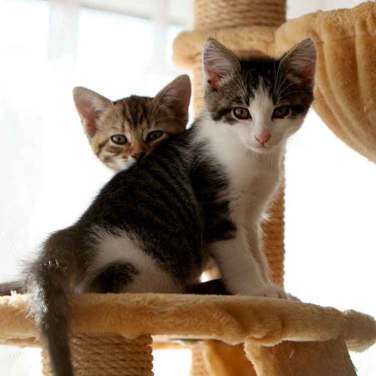 European Shorthair — vue complémentaire