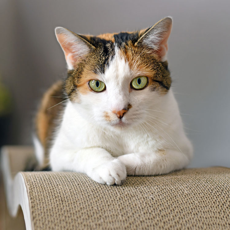 European Shorthair — vue complémentaire