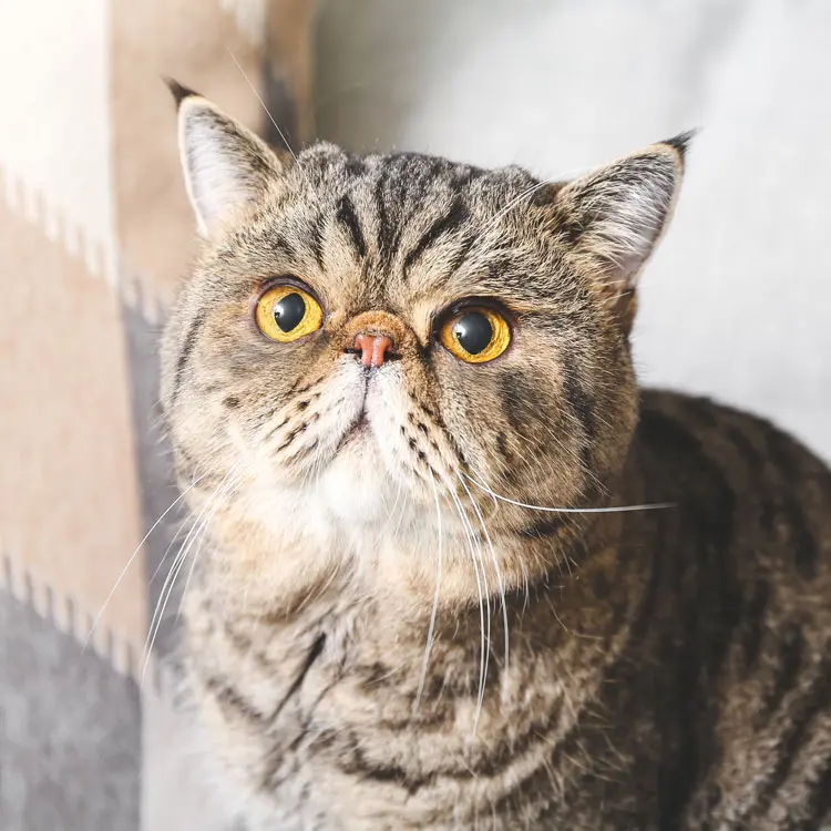 Exotic Shorthair