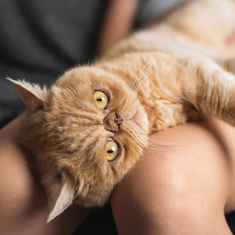 Exotic Shorthair — vue complémentaire