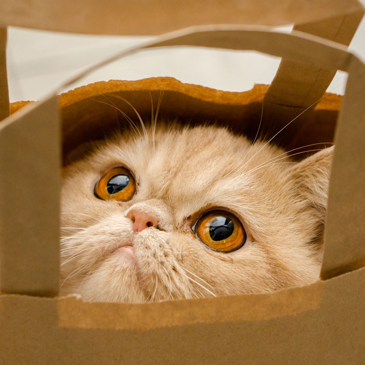 Exotic Shorthair — vue complémentaire