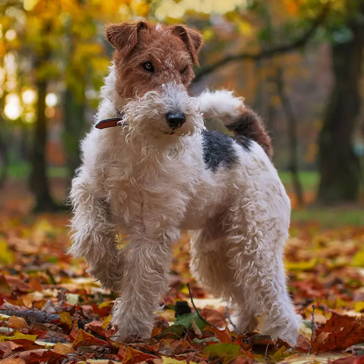 Fox terrier : préparer le choix d’une assurance santé
