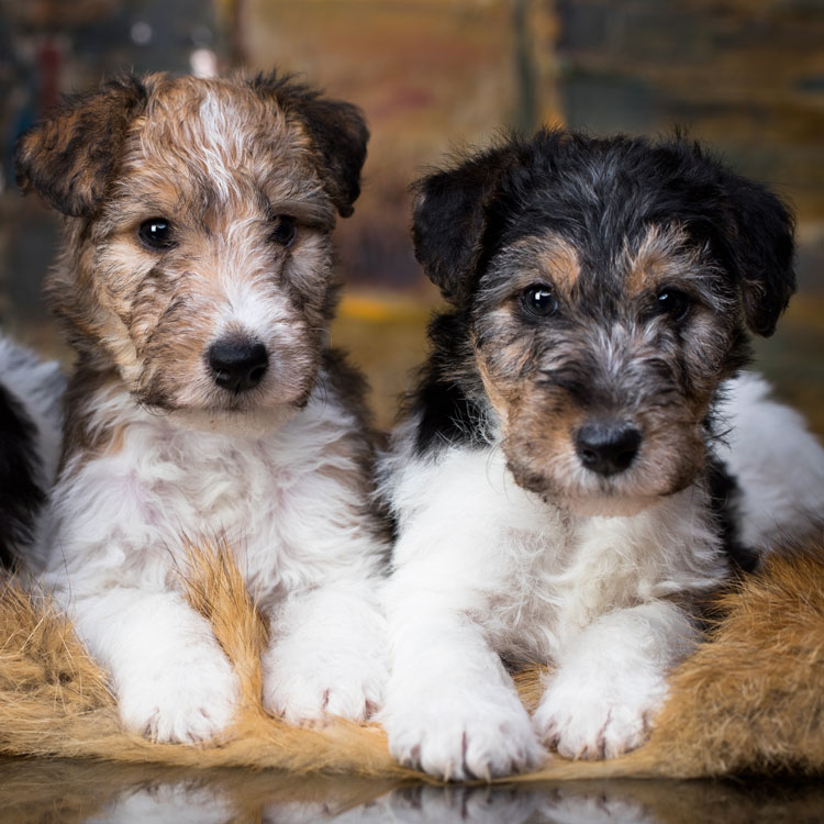 Fox terrier — vue complémentaire