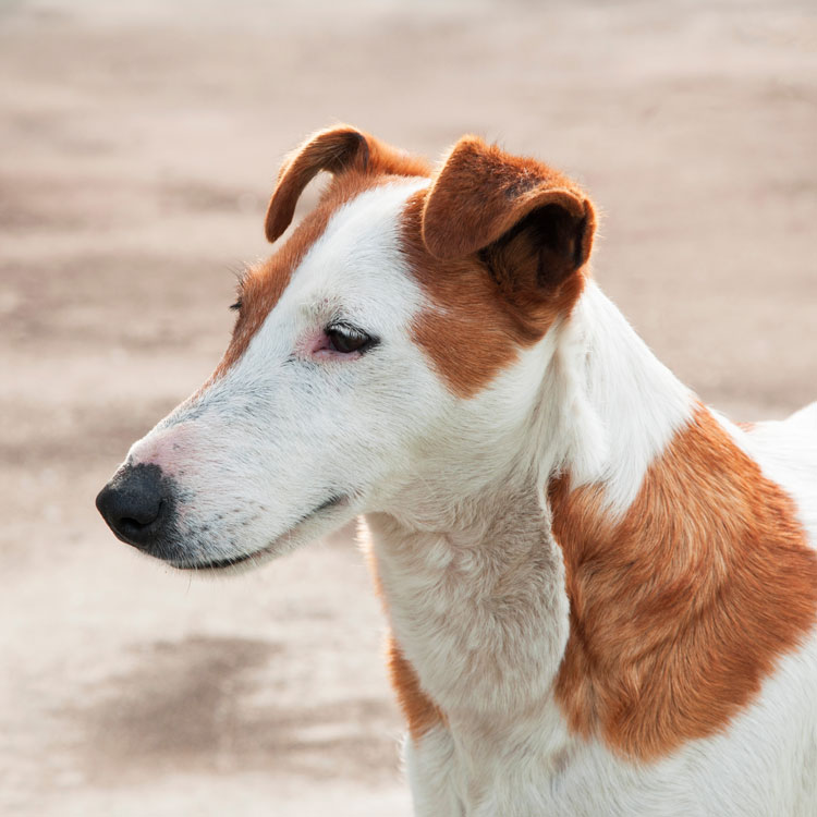 Fox terrier — vue complémentaire