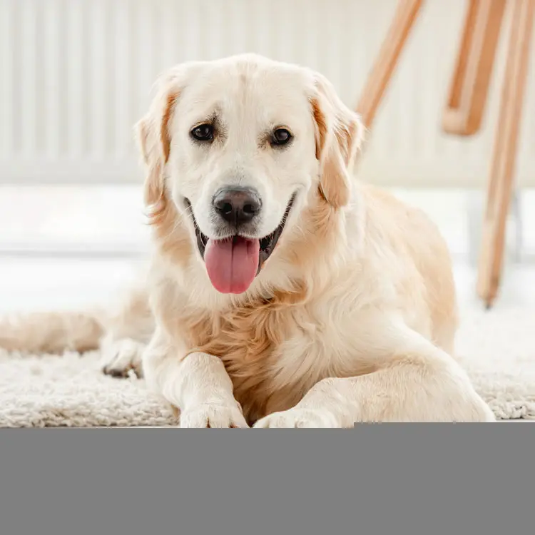 Guides pour comprendre l’assurance animale