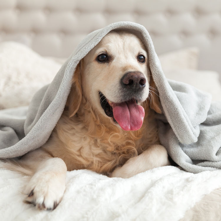 Golden retriever — vue complémentaire