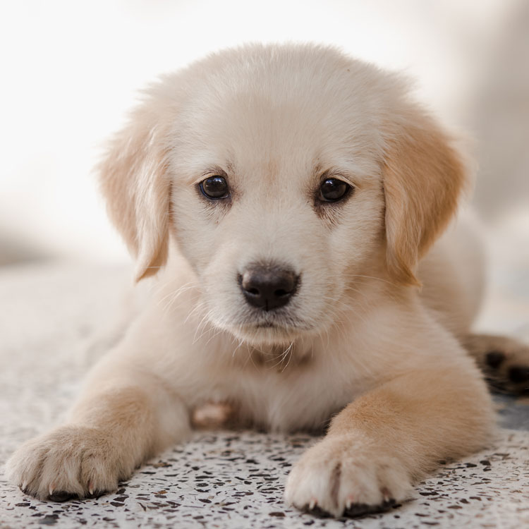 Golden retriever — vue complémentaire