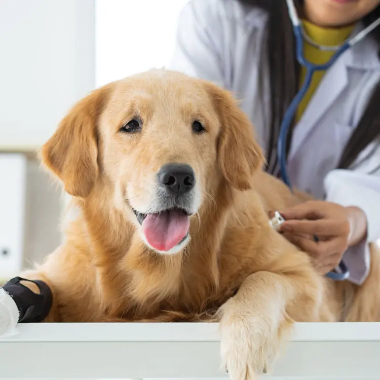 Goodflair : fiche d’analyse de l’assurance animale