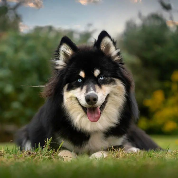 Husky : préparer le choix d’une assurance santé