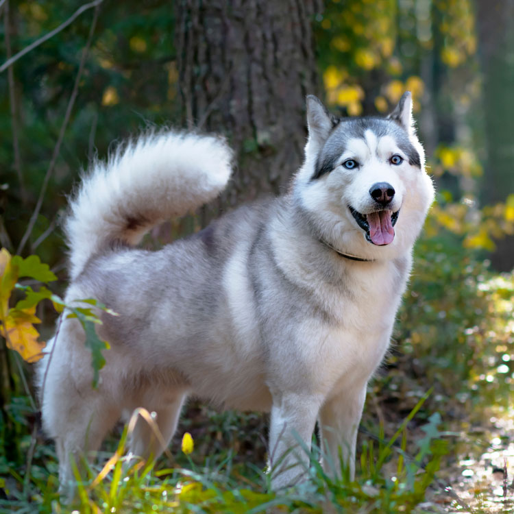 Husky — vue complémentaire