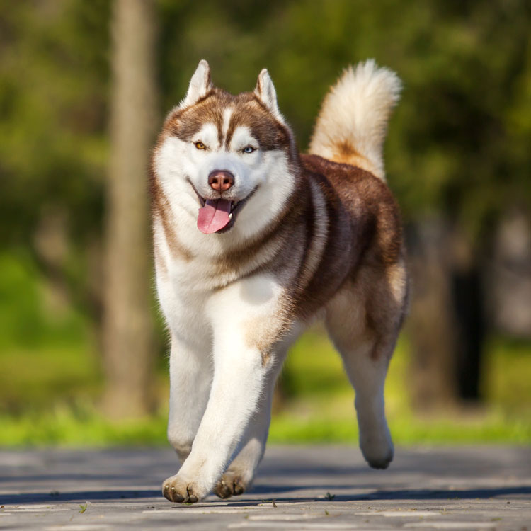 Husky — vue complémentaire